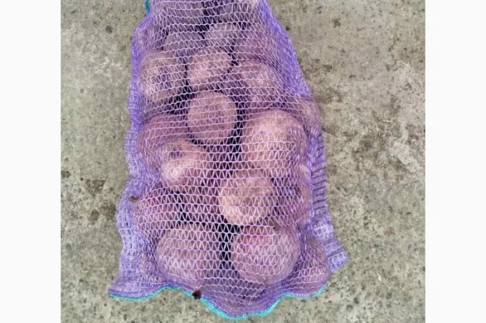 Продажа свеклы н/с и мелкой- фото № 4