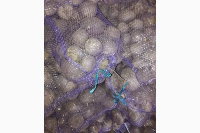 Продаж столового буряка- фото № 1