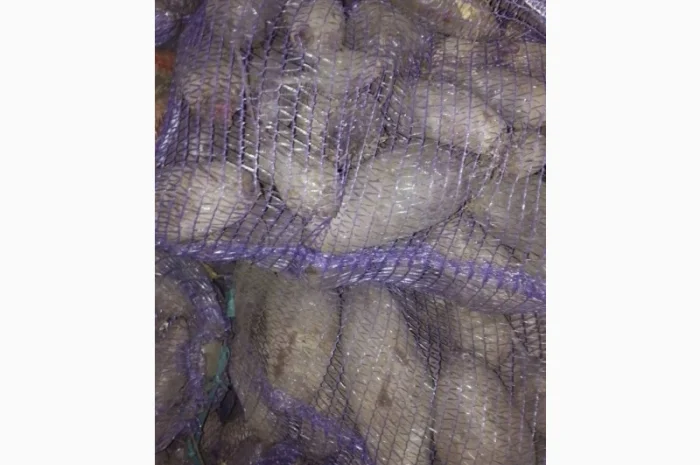 Продаж столового буряка- фото № 2