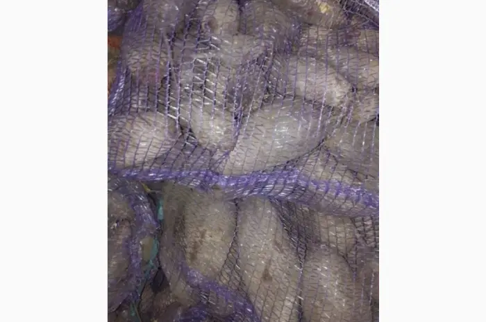 Продам столовий буряк- фото № 2