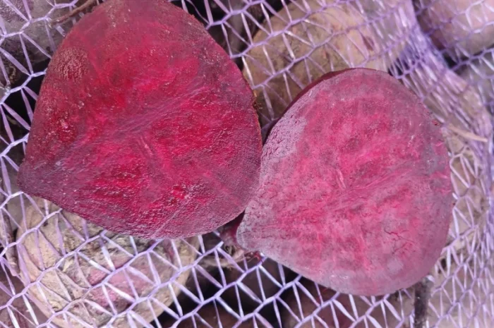 Продаю буряк Зеппо F1, цена по договоренности- фото № 1