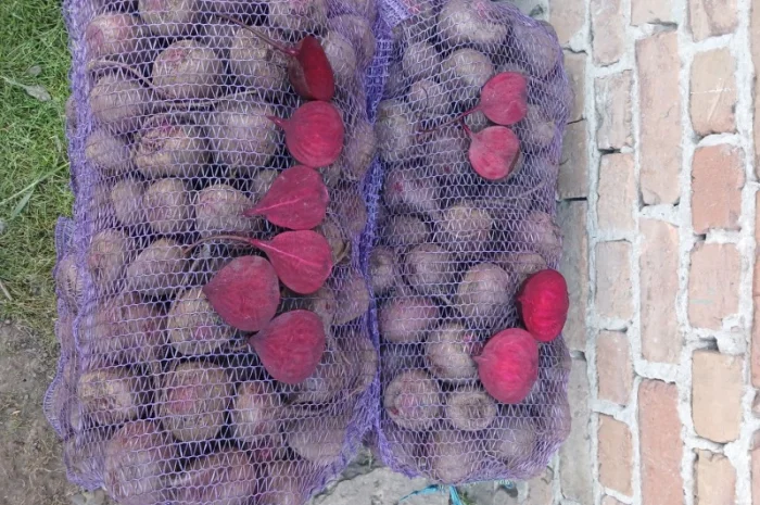 Продаю буряк Зеппо F1, цена по договоренности- фото № 2