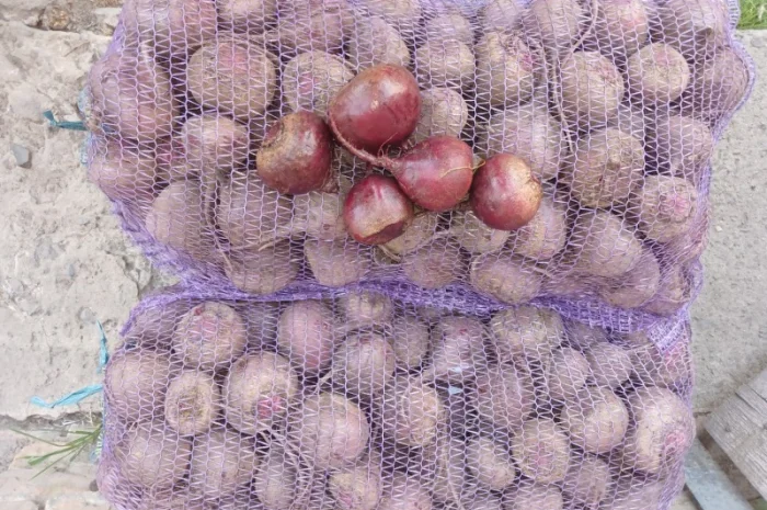 Продаю буряк Зеппо F1, цена по договоренности- фото № 3