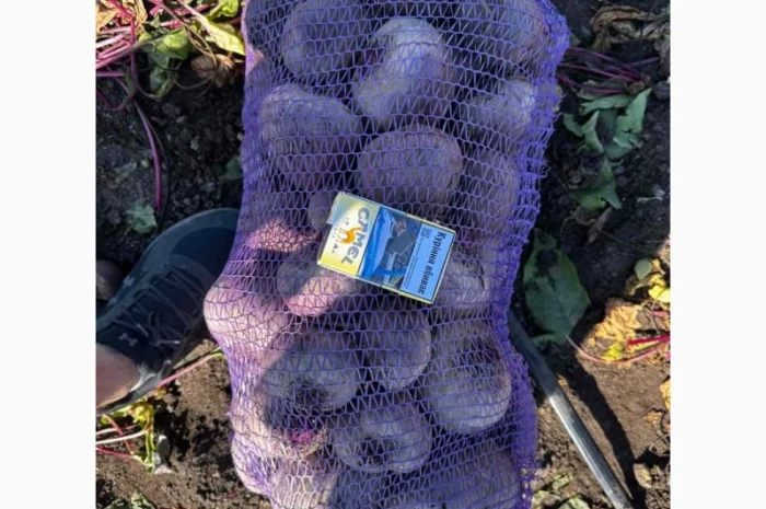 Буряк з поля на продаж- фото № 1