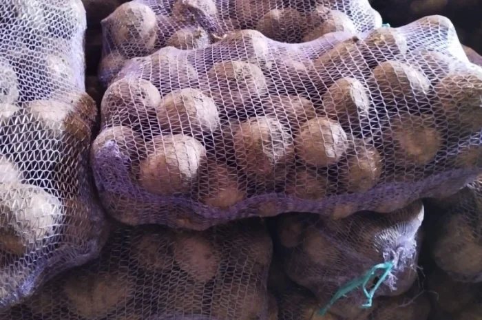 Продаж солодкого буряка 2025 року- фото № 1