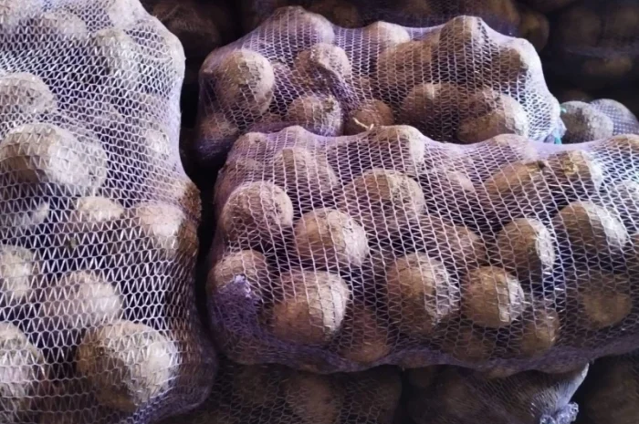 Продаж солодкого буряка 2025 року- фото № 2