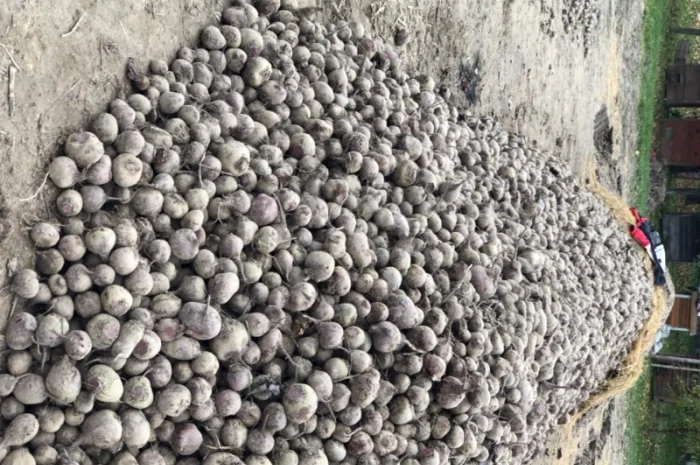 Продаж буряка столового- фото № 1