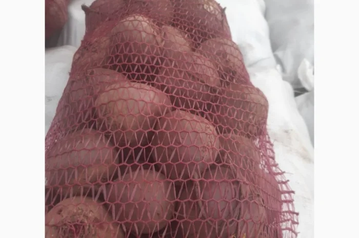 Продаю буряк сорту Детроід- фото № 2