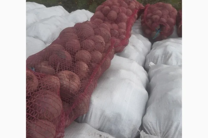 Продаю буряк сорту Детроід- фото № 5