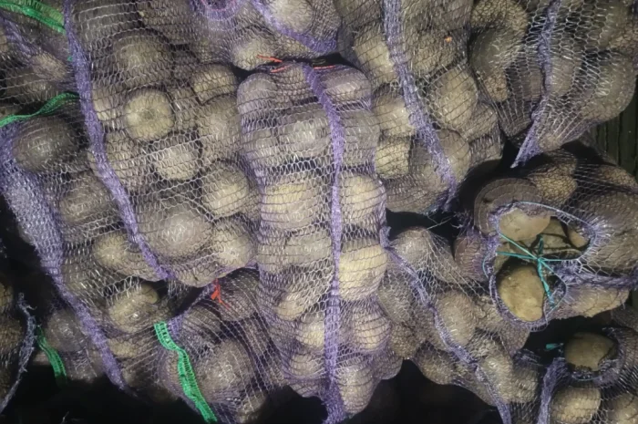 Продаж столового буряка Пабло- фото № 1