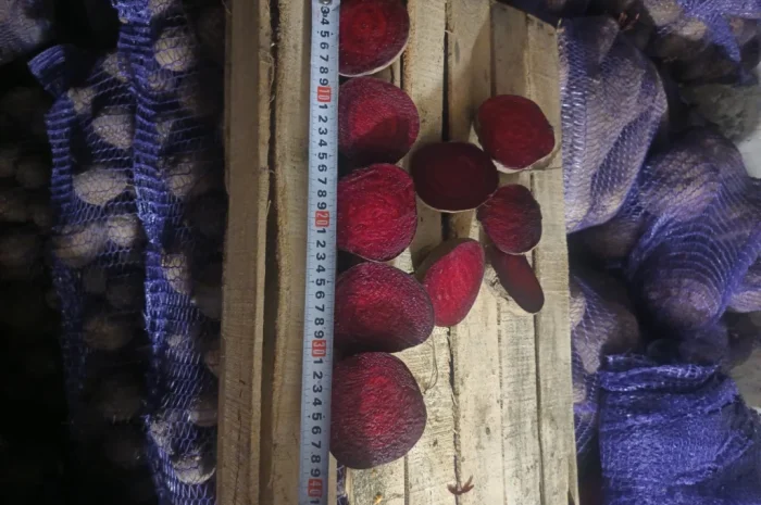 Продаж столового буряка Пабло- фото № 2