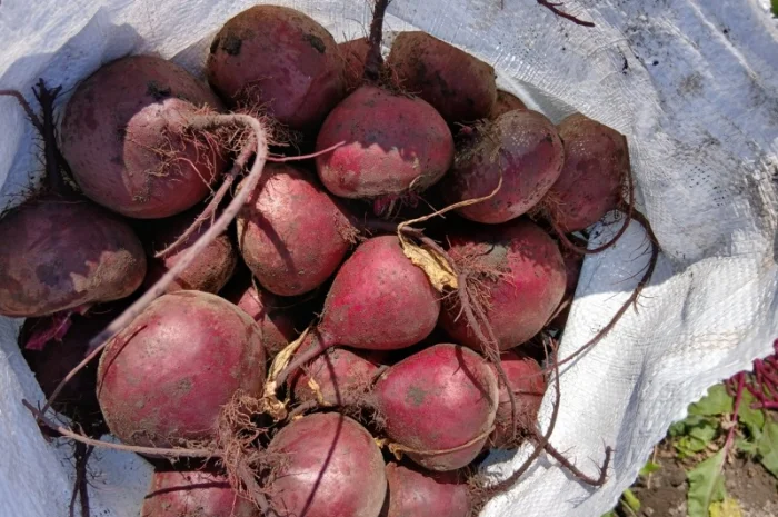 Куплю буряк Водан калібр 6-9- фото № 2