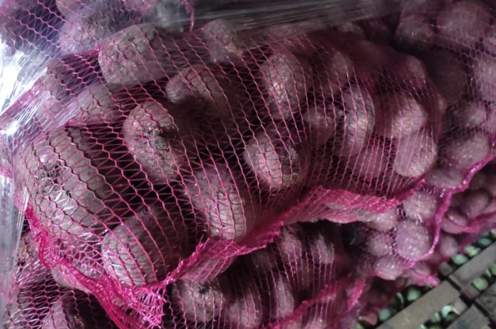 Буряк зепо маркетової якості на продаж- фото № 1