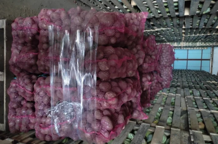 Буряк зепо маркетової якості на продаж- фото № 2