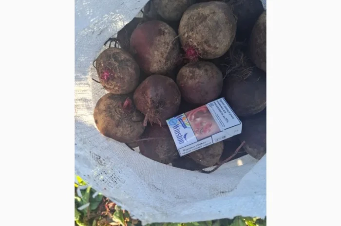 Свекла сорт Пабло оптом с поля- фото № 1