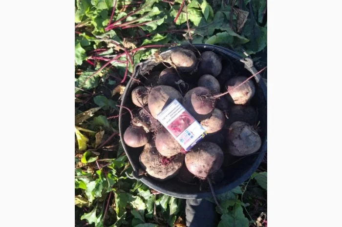 Свекла сорт Пабло оптом с поля- фото № 2