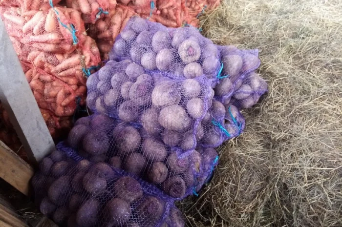 Продажа буряка столового сорту Бона- фото № 1