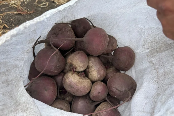 Буряк солодкий на продажу- фото № 1