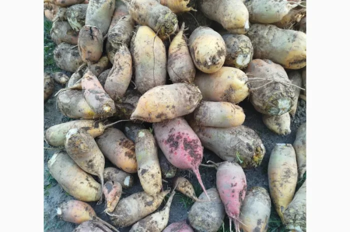 Кормовий буряк для тварин- фото № 1