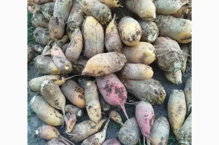 Продам кормовий буряк- фото № 1