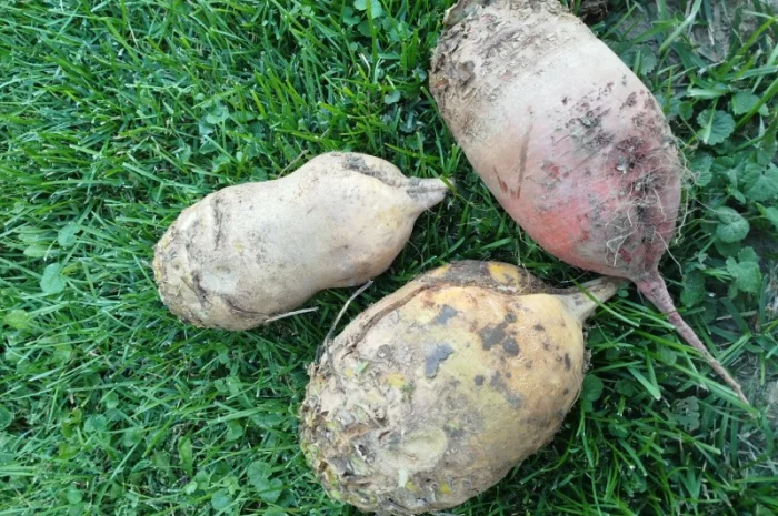 Кормовий буряк для тварин- фото № 2