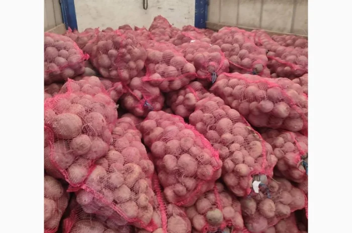 Продаю столовий буряк сорту Зепо- фото № 2