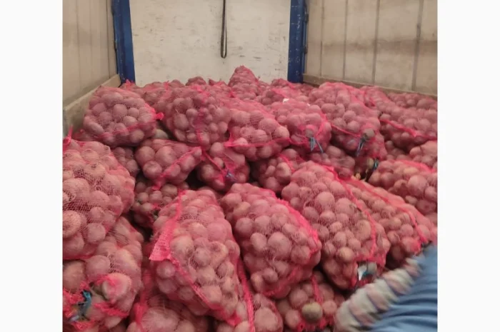 Продаю столовий буряк сорту Зепо- фото № 4