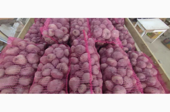 Продаю столовий буряк сорту Зепо- фото № 5