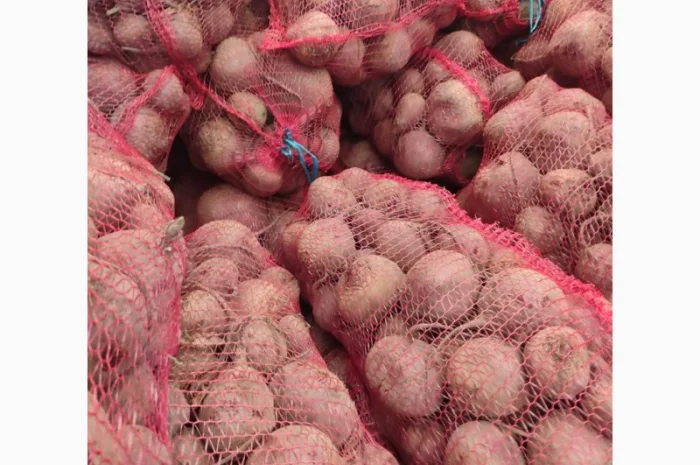 Продаю столовий буряк сорту Зепо- фото № 1