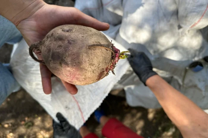 Товарний буряк на продаж- фото № 1