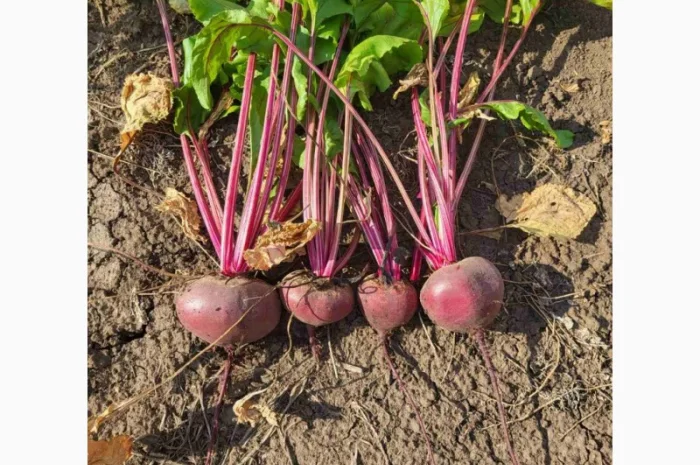 Продаю венігретний буряк Зепо- фото № 1