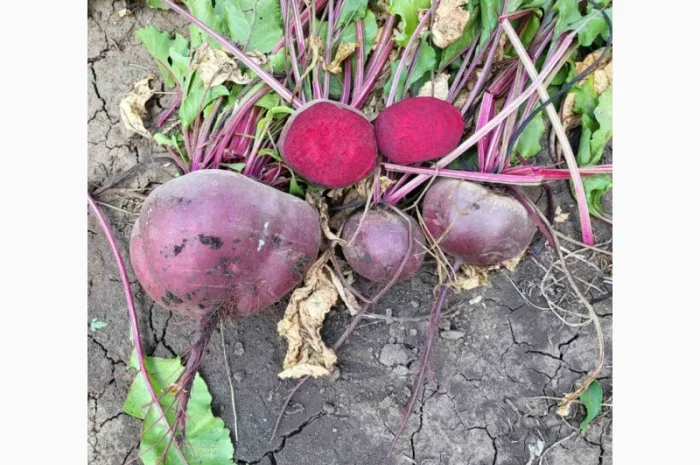 Продаю венігретний буряк Зепо- фото № 2