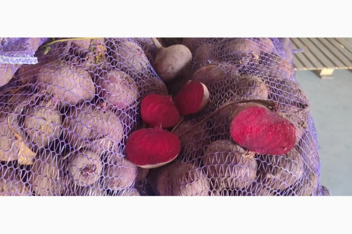 Продаж буряк сорт Зепо- фото № 1