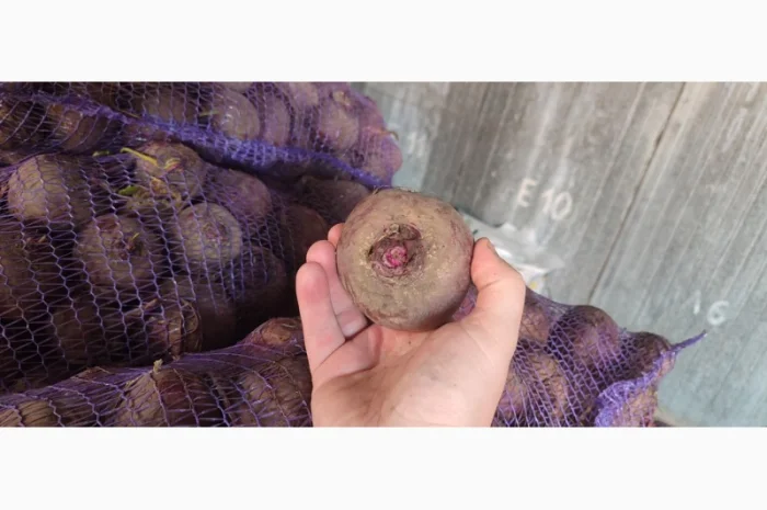 Продаж буряк сорт Зепо- фото № 2