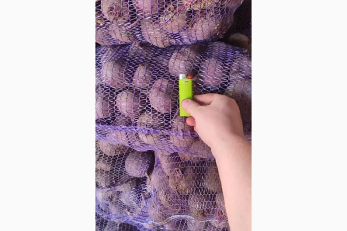 Продаж буряк сорт Зепо- фото № 3