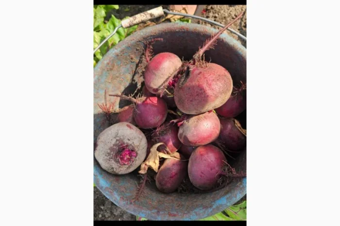 Продаж буряк сорту Водан- фото № 2