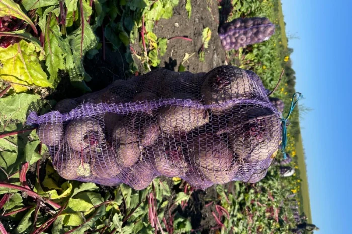 Продаж буряка стандартного та нестандартного- фото № 2