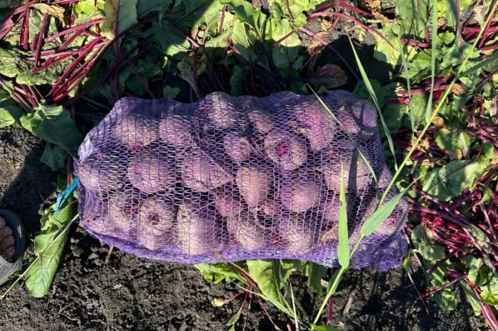 Продаж буряка стандартного та нестандартного- фото № 4