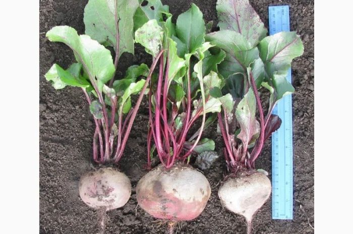 Буряк Азербайджан гуртом від 10 т- фото № 1