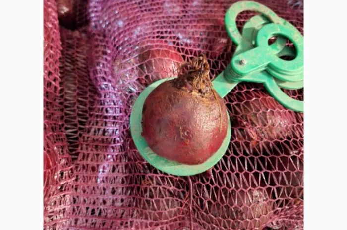 Червоний буряк з Польщі в продажу- фото № 1