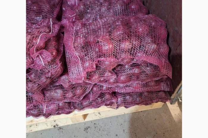 Червоний буряк з Польщі в продажу- фото № 3