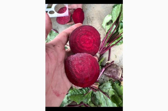 Червоний буряк з Польщі в продажу- фото № 4