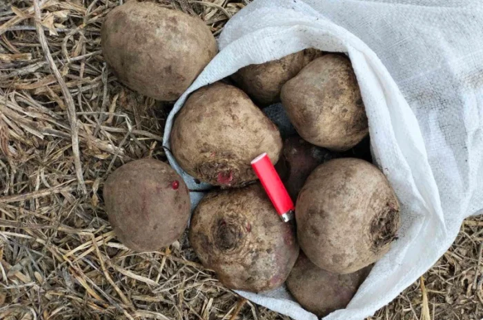 Буряк оптом, большой объем- фото № 1