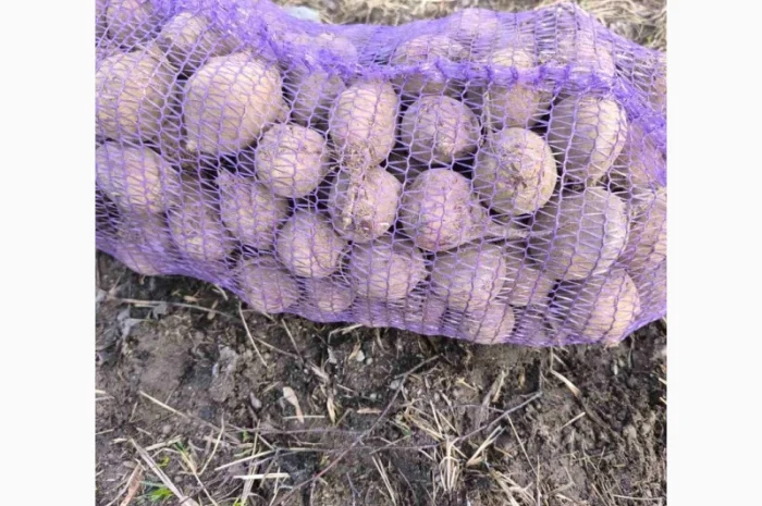 Продаю маленький столовий буряк- фото № 1