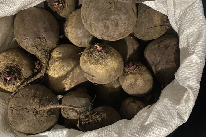 Продаж буряка круглого і довгого в с. Троїцьке- фото № 2