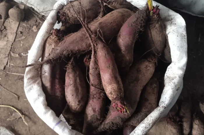 Продаж буряка круглого і довгого в с. Троїцьке- фото № 3