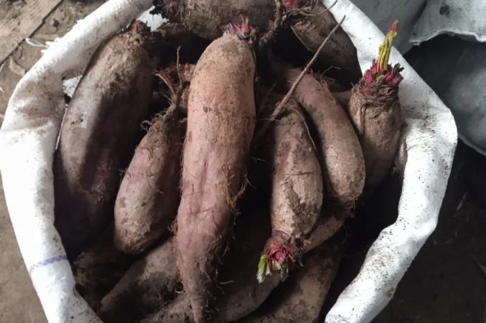 Продаж буряка круглого і довгого в с. Троїцьке- фото № 4