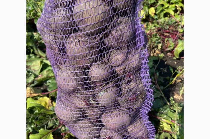 Продаж буряка столового в великих обсягах- фото № 1