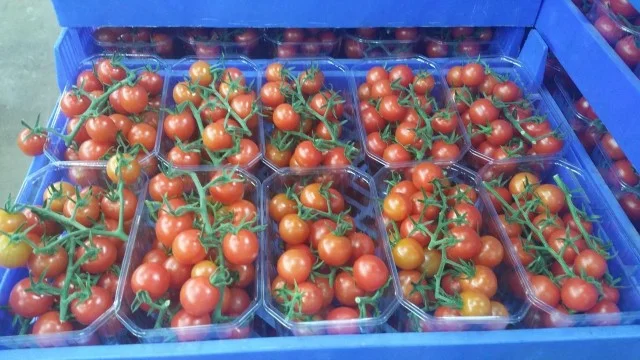 Продаж томатів різних сортів- фото № 1