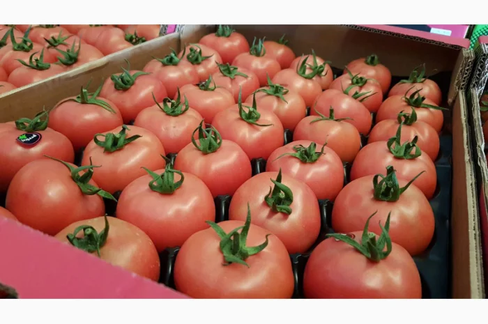 Продаж томатів різних сортів- фото № 10